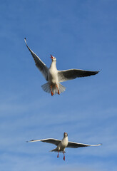 The black-headed gull (Chroicocephalus ridibundus) (Larus ridibundus). Bird in flight with its wings spread wide, Black Sea