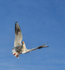 The black-headed gull (Chroicocephalus ridibundus) (Larus ridibundus). Bird in flight with its wings spread wide, Black Sea