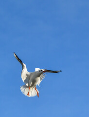 The black-headed gull (Chroicocephalus ridibundus) (Larus ridibundus). Bird in flight with its wings spread wide, Black Sea