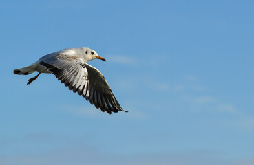 The black-headed gull (Chroicocephalus ridibundus) (Larus ridibundus). Bird in flight with its wings spread wide, Black Sea