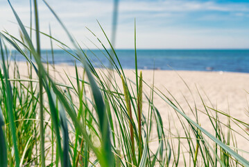Fototapeta premium seaside background, beach grass against empty beach, ocean and blue sky