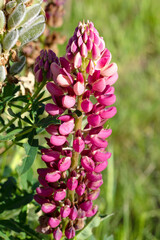 rote Lupine