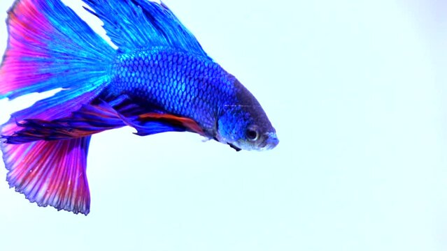 Siamese fighting fish swimming in the water