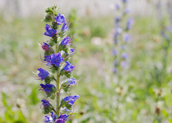 blue echium vulgare flowers in the sun