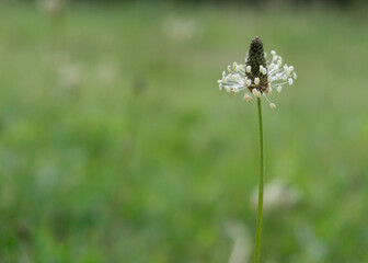 Plant plantain lanceolate (Plantago lanceolata).