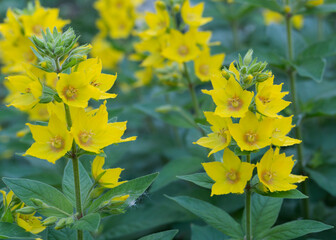 Yellow flowers Lysimachia punctata (Yellow Loosestrife)