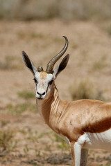 springbok in the Kgalagadi, South Africa