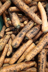 red fresh carrots in the market on the counter
