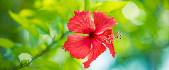 Pink hibiscus flower blooming on green nature background. Tropical lush foliage, sunny exotic...