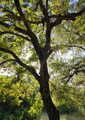 old holm oak tree in the evening sun shining through the foliage giving a beautiful light