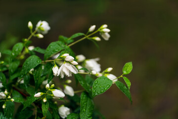 Fresh white Philadelphus Virginal C5 flowers, green jasmine leaves close-up with raindrops on a cloudy summer morning, selective focus. Botanical flowers, natural background. Wallpaper poster template