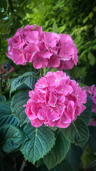 A blooming hydrangea with deep pink flowers
