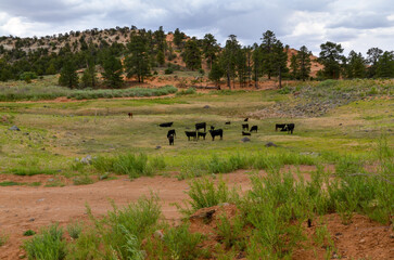 Obraz premium cows near Lower Bowns Reservoir at Boulder Mountain (Fishlake National Forest, Utah)