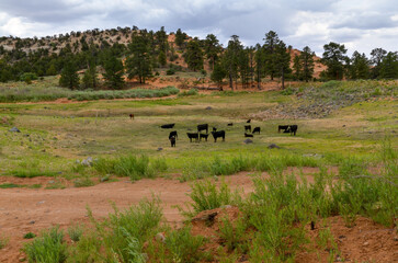 cows near Lower Bowns Reservoir at Boulder Mountain (Fishlake National Forest, Utah)