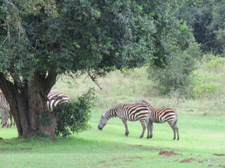 Fototapeta na wymiar Cebras en Aberdare, Kenia