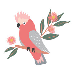 Native Exotic Australian Animals Pink Galah Parrot Cockatoo Isolated with Native Floral Eucalyptus Blossom Wattle
