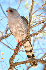 Gabar Goshawk in the Kgalagadi, South Africa