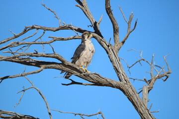 Lanner falcon in the Kgalagadi, South Africa
