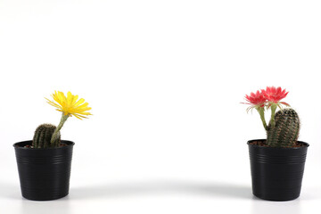 Potted cactus with red and yellow flowers isolated on white background with copy space.