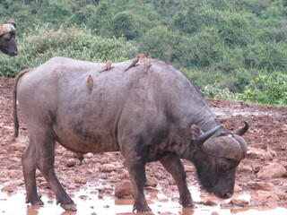 Obraz premium Búfalo en Aberdare. Kenia