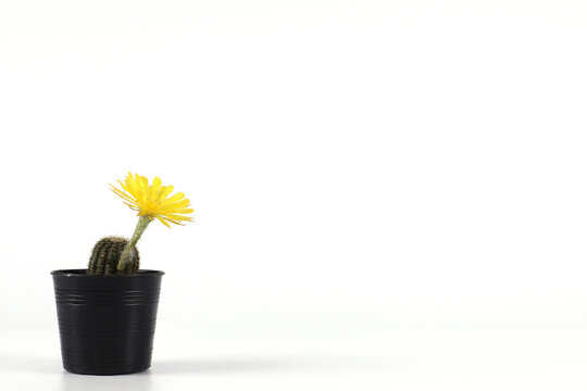 Potted cactus with yellow flowers isolated on white background with copy space.
