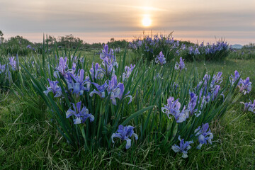 blooming flowers irises in a green field in the steppe at dawn or sunset summer spring