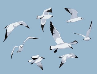 Print, illustration with simple graphic seagulls on a blue background