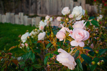 Pale pink rose blossom in warm sunset light. Close up of a beautiful climbing rose bush.
