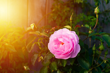 Close up of pink vintage roses, fully open and buds, in the evening garden