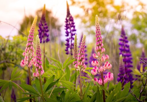 A field of blooming lupine flower. Lupinus, lupin meadow with purple and pink flowers. Summer flower background.
