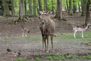 Fallow deer in Konopiste, Czech Republic