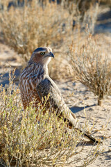 Young Pale Chanting Goshawk in the Kgalagadi, South Africa