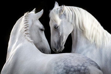 Fototapety  Couple of white horse portrait