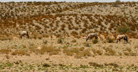Gemsbok in the Kgalagadi, South Africa