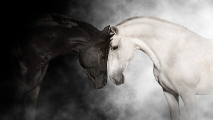 Black and white horse cople portrait - obrazy, fototapety, plakaty