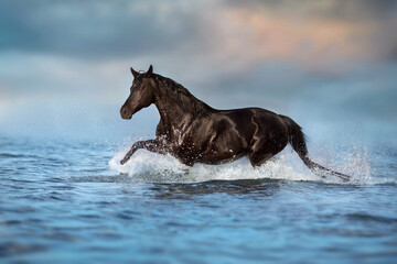 Horse free run in water
