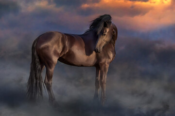 Frisian horse at sunset light