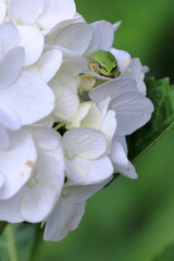白い紫陽花と雨蛙　一休み　（高知県　のいちあじさい街道）