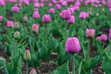 Blurred focus. Dew drops on pink tulips.