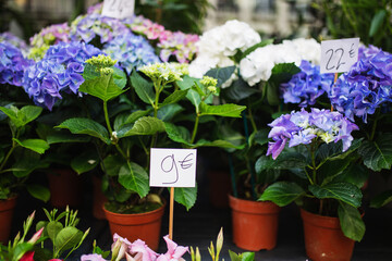 Flower shop with indoor and decorative flowers - home floristry