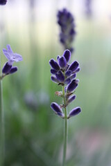 Fototapeta na wymiar flowers in the field