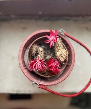 dry cactos flower