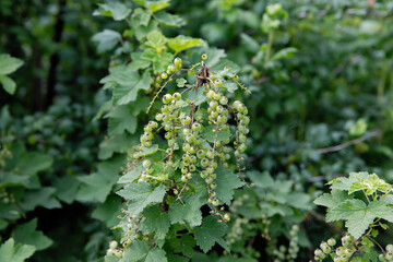 Green berries of red currant are affected by the disease.
