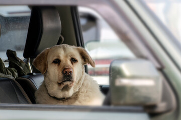 an old Labrador retriever dog looks at a man through a car window. the traveler is a friend of man
