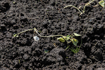 Young watermelon sprouts disappeared on the ground. Watermelon diseases.