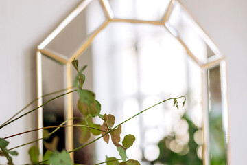 A houseplant and a mirror in a beautiful frame on a white wall in a home interior.Home gardening,urban jungle,biophilic design.Selective focus,copy space,close-up.