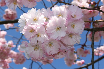 cherry blossom in spring