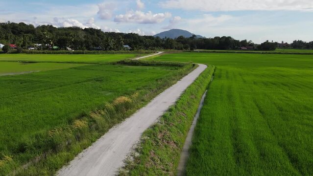 Aerial move over the winding rural path in paddy field