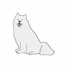 Sled dog breed. Samoyed breed sitting on white background. Strong and smart purebred pet. Isolated colored flat illustration