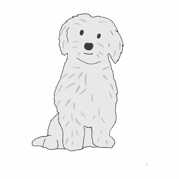 Dog of maltese breed standing on white background. Hairy doggy with shaggy coat. Friendly purebred pet. Isolated colored flat illustration